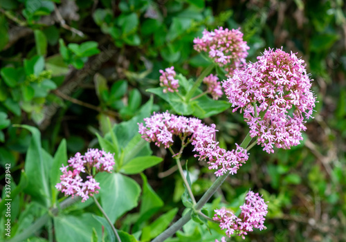 Beautiful Flowers