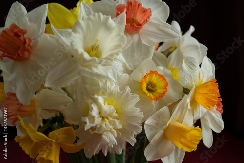 Fototapeta Naklejka Na Ścianę i Meble -  A bouquet of flowers on a dark background. White narcissus in a vase. Flower gift concept. Different varieties of narcissus in one bouquet