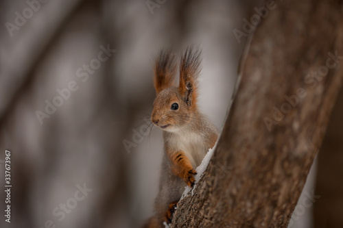 The squirrel on the tree . Белка