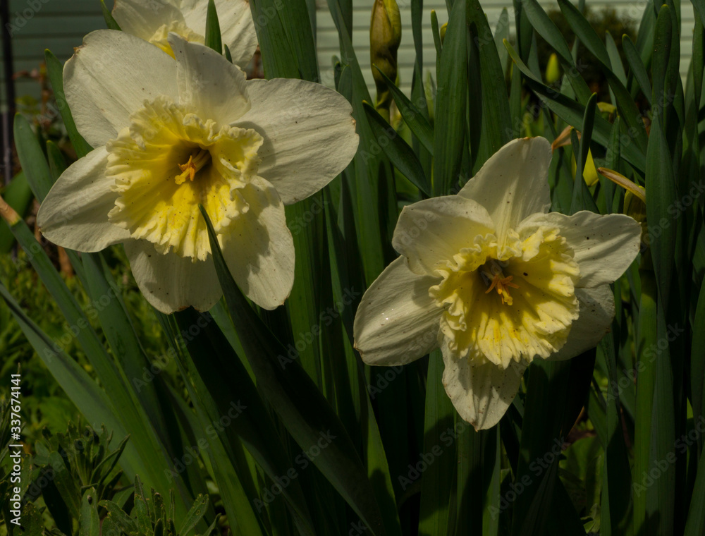 Narcissus flower in the garden, ornamental flowerbed plant. Photo in the natural environment. Narcissus flower in the garden, ornamental flowerbed plant. Photo in the natural environment.