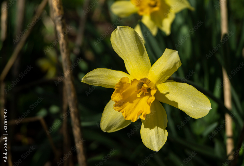 Narcissus flower in the garden, ornamental flowerbed plant. Photo in the natural environment. Narcissus flower in the garden, ornamental flowerbed plant. Photo in the natural environment.