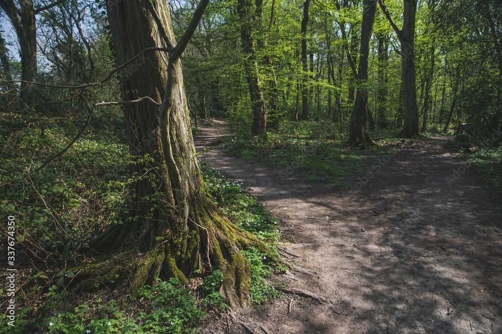 path in the forest path in the forest