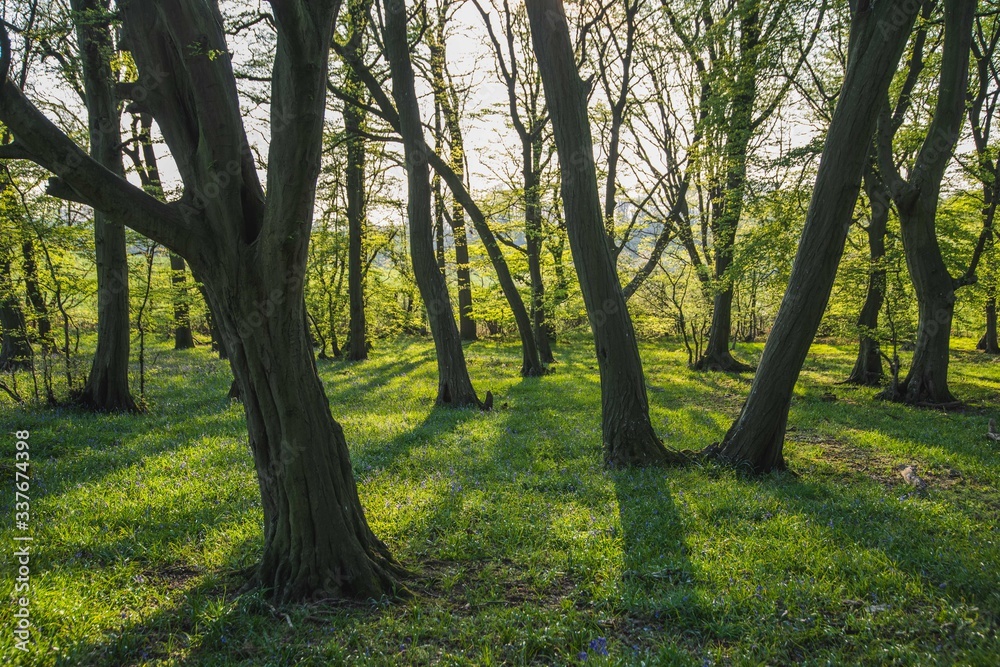 Naklejka premium Woodland Sunset Forrest Scene Texture Background