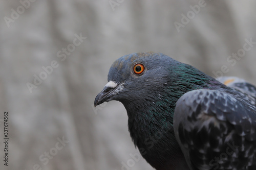 Close-up. Pattern of bird feathers as a background and texture, Gray pigeon