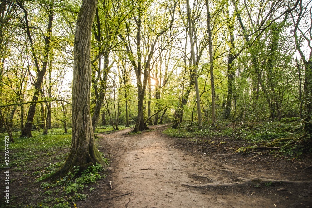 path in the woods path in the woods