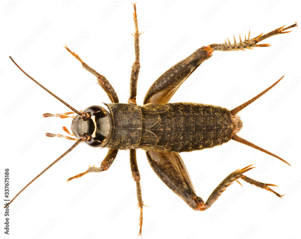 Modicogryllus frontalis is a cricket or true cricket of the family Gryllidae. Dorsal view of cricket isolated on white background. Modicogryllus frontalis is a cricket or true cricket of the family Gryllidae. Dorsal view of cricket isolated on white background.