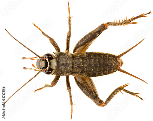 Modicogryllus frontalis is a cricket or true cricket of the family Gryllidae. Dorsal view of cricket isolated on white background. © Anton
