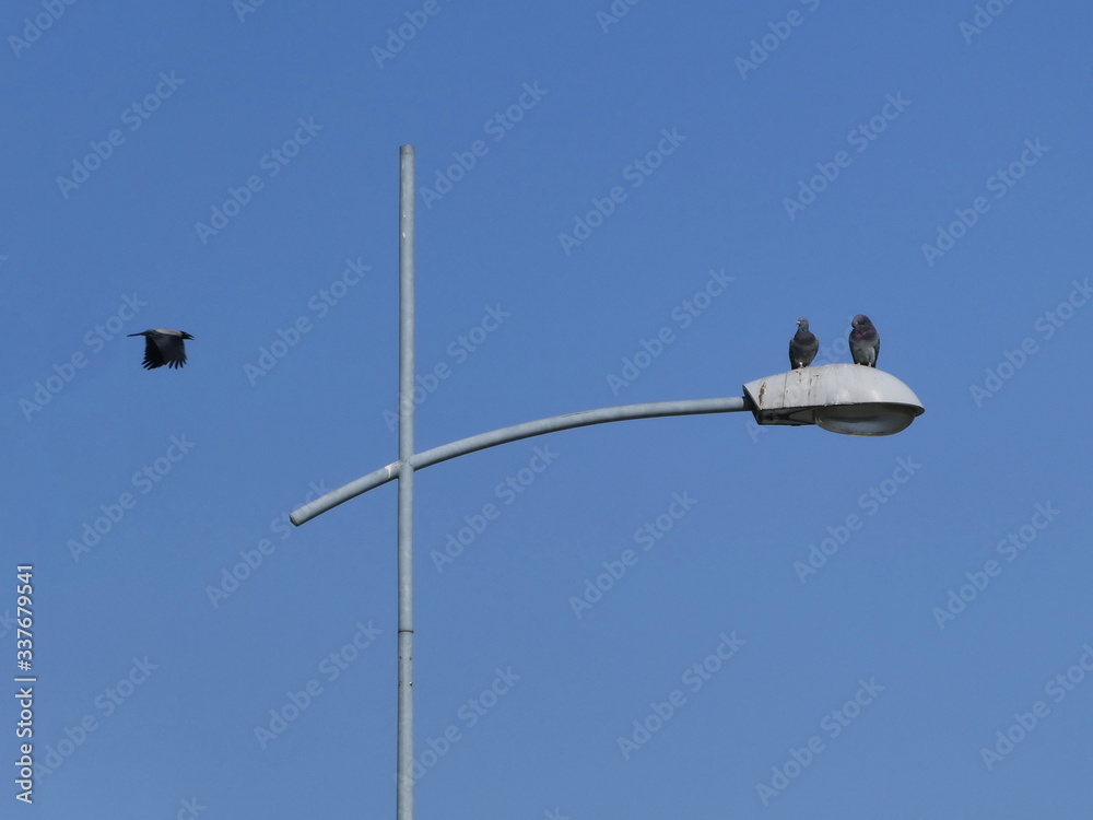 Two birds standing on the street lamp with lamppost another one flying Two birds standing on the street lamp with lamppost another one flying