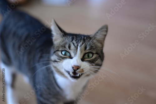 Fotografía Beautiful angry ginger cat bares its fangs outdoors