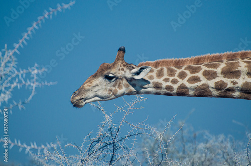Photography portrait of a giraffe