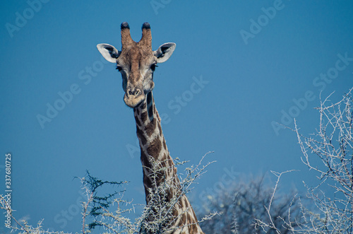 Photography giraffe in the wild
