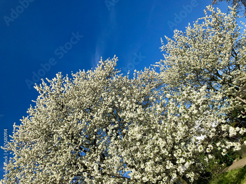 Cherry blossom, fruit blossom at springtime at the german Rhine valley