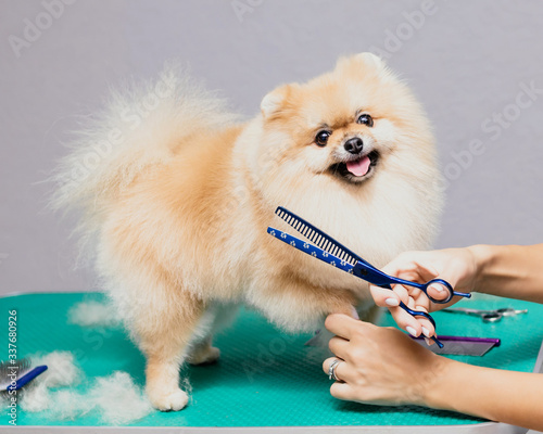 Happy cute Pomeranian Dog getting groomed at salon and looks into the frame. Professional cares for a dog in a specialized salon. Grummer hands with scissors. Selective focus.