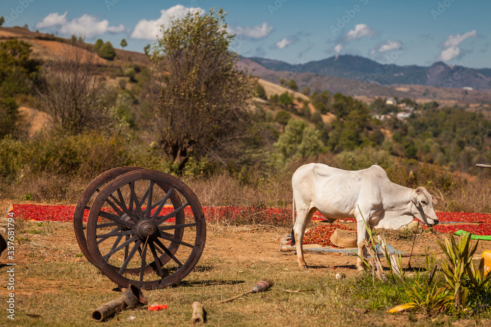 Rural Landscape With A White Bull And A Wooden Wheel
