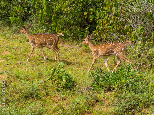 SRI LANKA