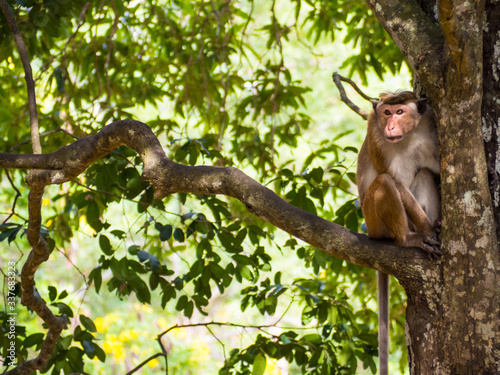 SRI LANKA