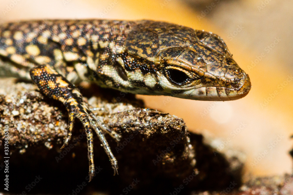 Naklejka premium close-up of the head of a lizard