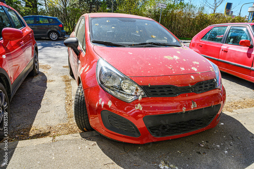 Hood and windshield of red car smudged by bird dropping and birch tree farina