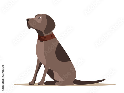 Hunting dog sitting isolated on white background