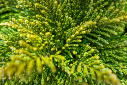 Hebe plant closeup