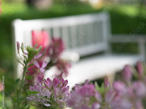 Delicate pink and white flowers in the foreground, a white bench in the blurred background. Summer day.