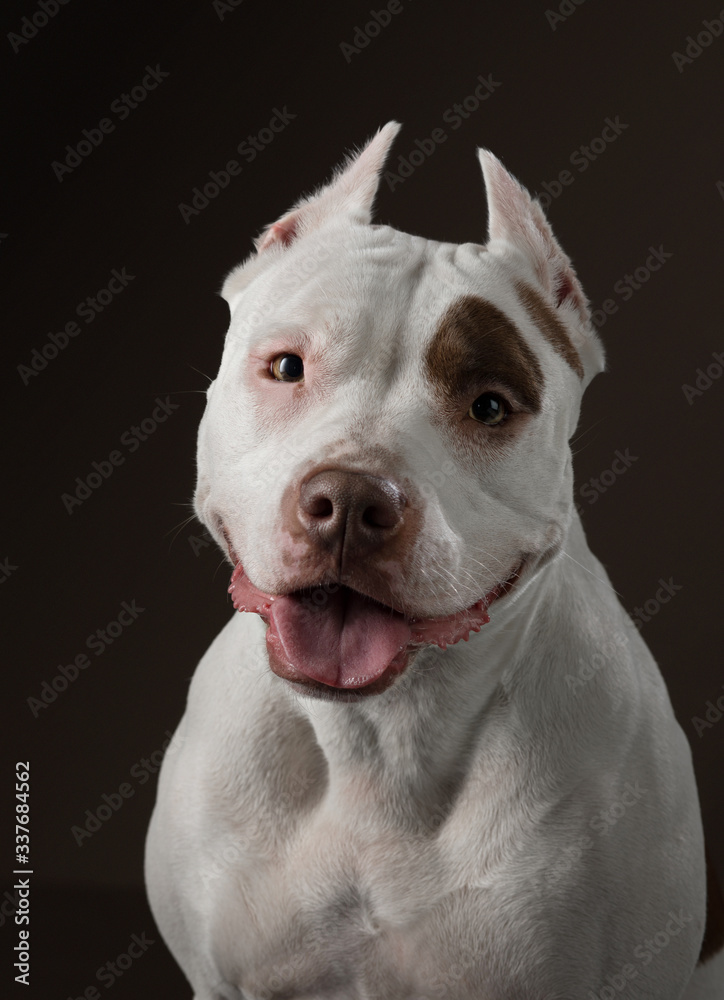 portrait of a dog on a dark background. American pit bull terrier. Beautiful pet on black