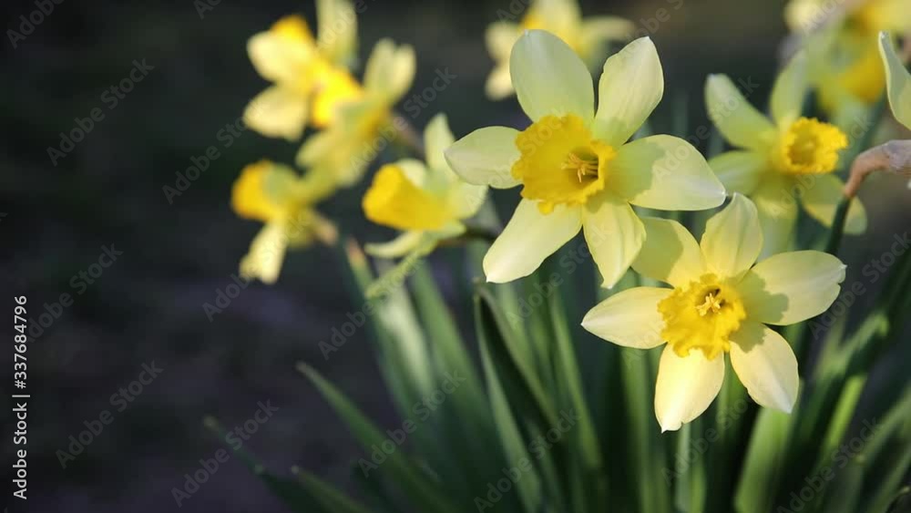 Beautiful yellow narcissus flower with fresh green leaves in bright light with dark background spring garden video Beautiful yellow narcissus flower with fresh green leaves in bright light with dark background spring garden video