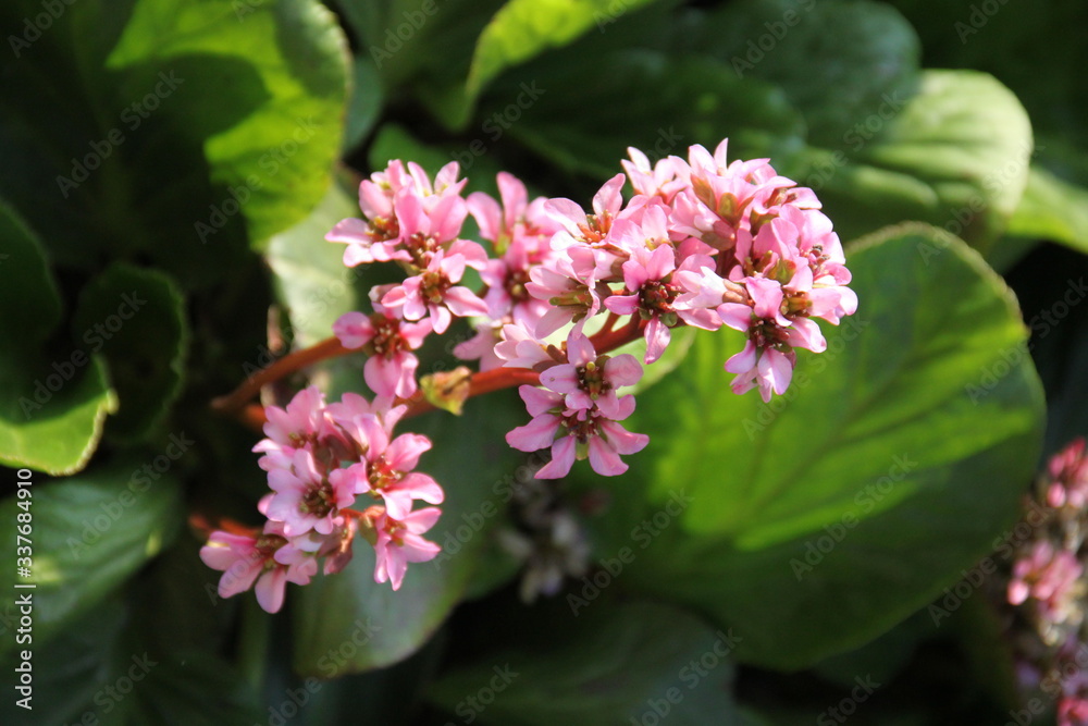 Elephant eared saxifrage ornamental purple flower Elephant eared saxifrage ornamental purple flower
