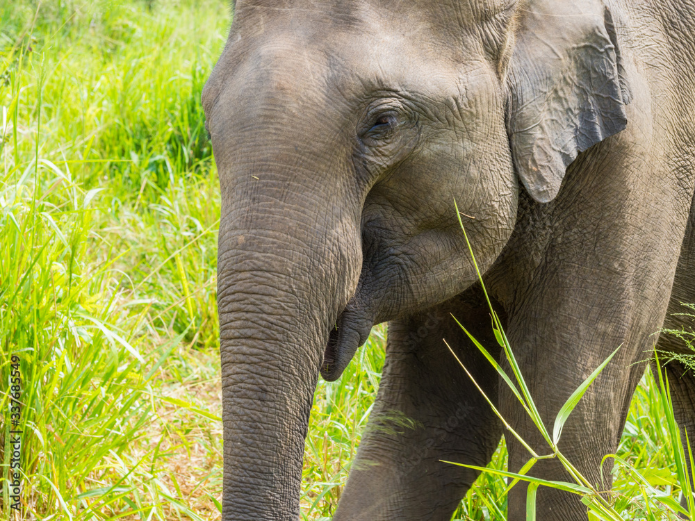 Fototapeta premium SRI LANKA