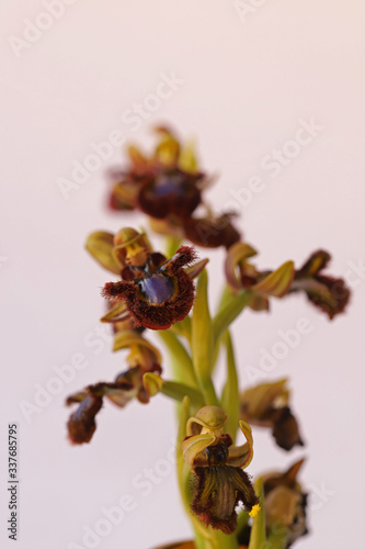 Mirror orchid ; Ophrys speculum