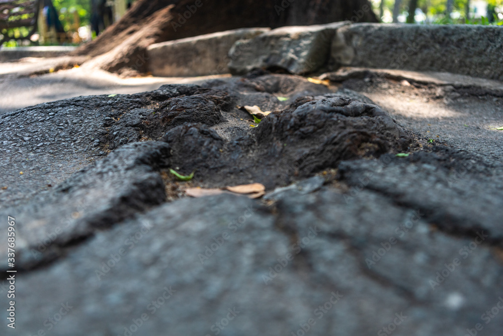 a trees roots breaking the tar of the walkway a trees roots breaking the tar of the walkway