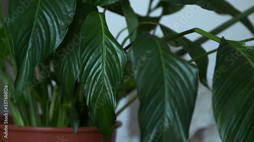 Leafs of Peace Lily Swaying from Side to Side While Water is Being Sprayed from Outside the Shot - House Plant Slow Motion Full HD photo