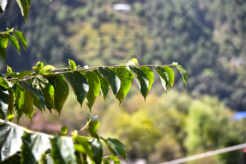 Jungli plants in Himachal. photo