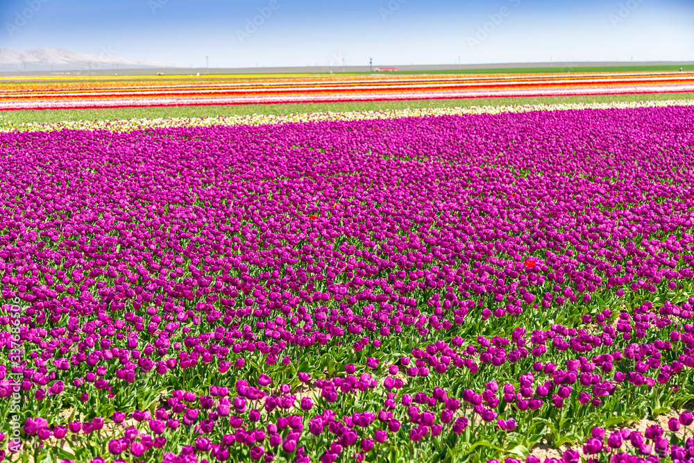 A magical landscape with blue sky over tulip field in KONYA TURKEY.