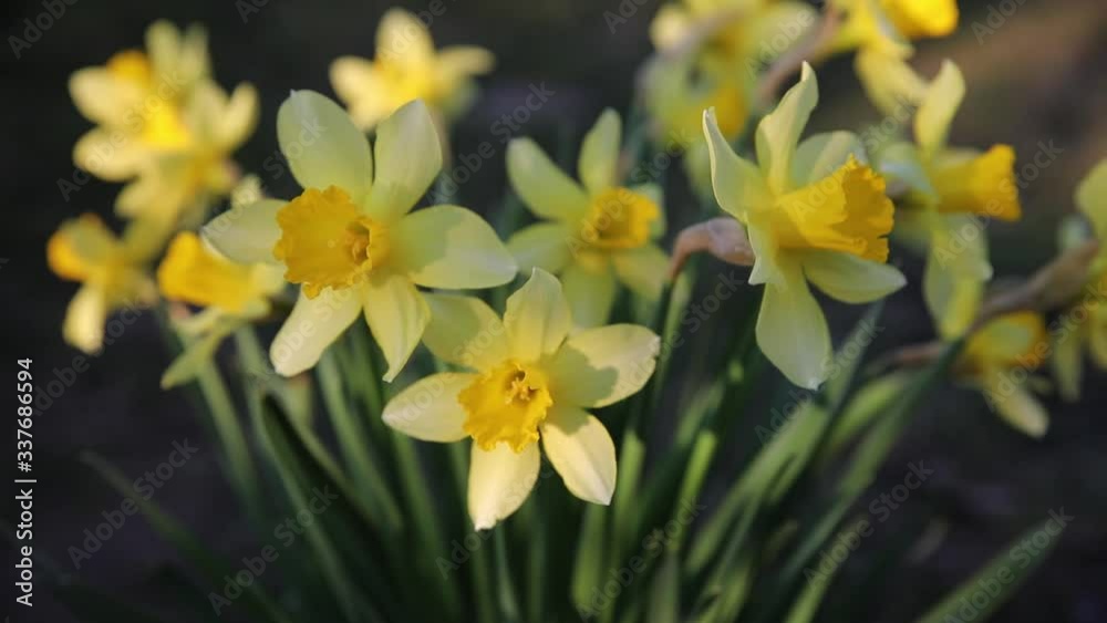 Beautiful yellow narcissus flower with fresh green leaves in bright light with dark background spring garden video Beautiful yellow narcissus flower with fresh green leaves in bright light with dark background spring garden video