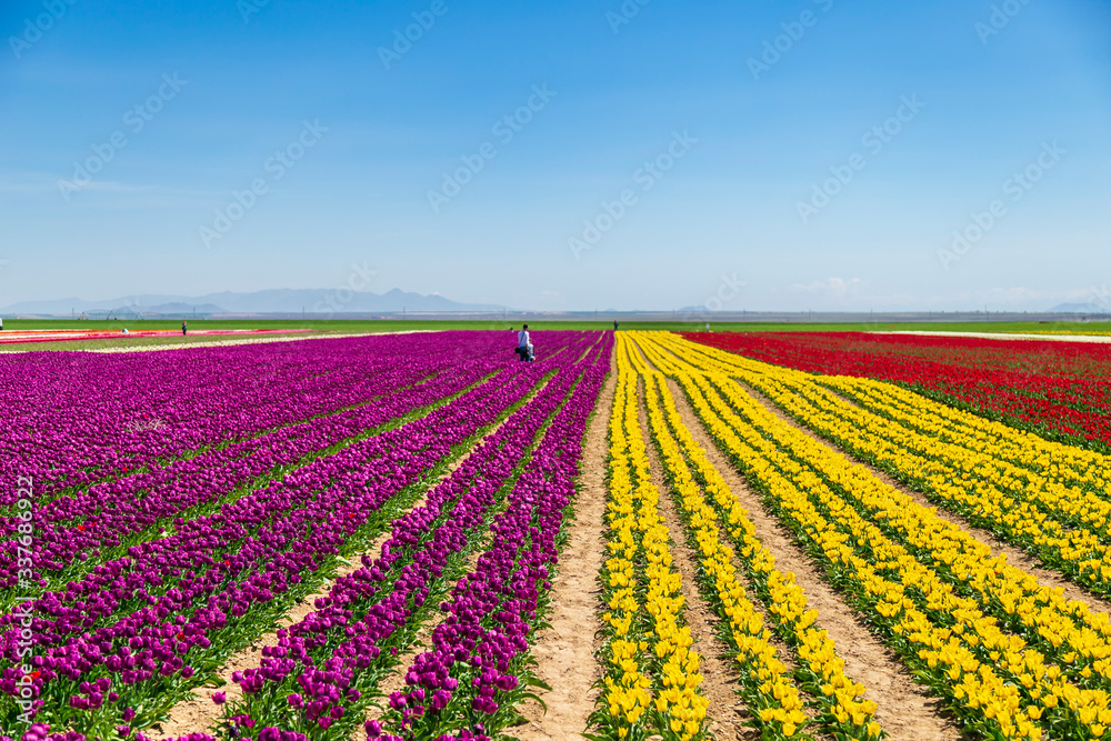 young boy is having fun on colorful tulip flowers field