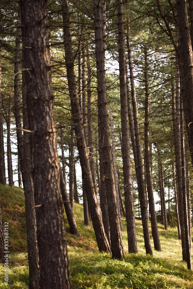 Naklejka premium Sunny forest