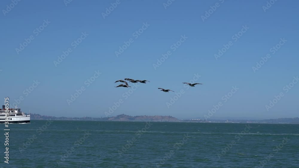 Pelicans over the Pacific Ocean flying by Alcatraz Island with an Alcatraz tour boat in the background, San Francisco Bay, California, USA Pelicans over the Pacific Ocean flying by Alcatraz Island with an Alcatraz tour boat in the background, San Francisco Bay, California, USA