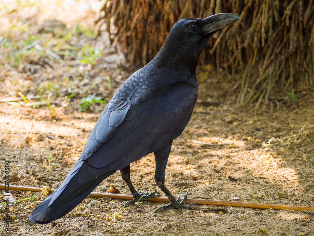 Naklejka premium SRI LANKA