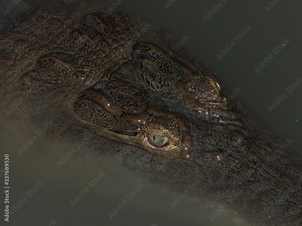 Fototapeta premium Crocodile
