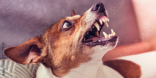 Canvas-taulu dog growls with teeth in grin at home