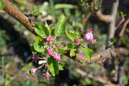 apfelblüte