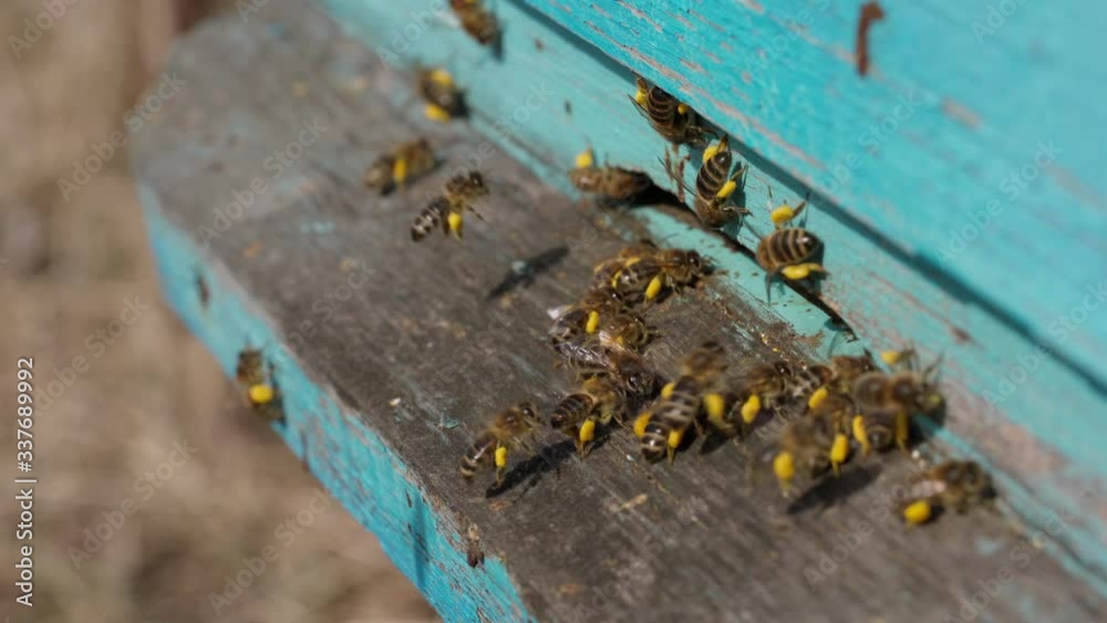 A close-up view of the working bees bringing flower pollen to the hive on its paws. Honey is a beekeeping product. Bee honey is collected in beautiful yellow honeycombs A close-up view of the working bees bringing flower pollen to the hive on its paws. Honey is a beekeeping product. Bee honey is collected in beautiful yellow honeycombs