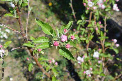 apfelblüte