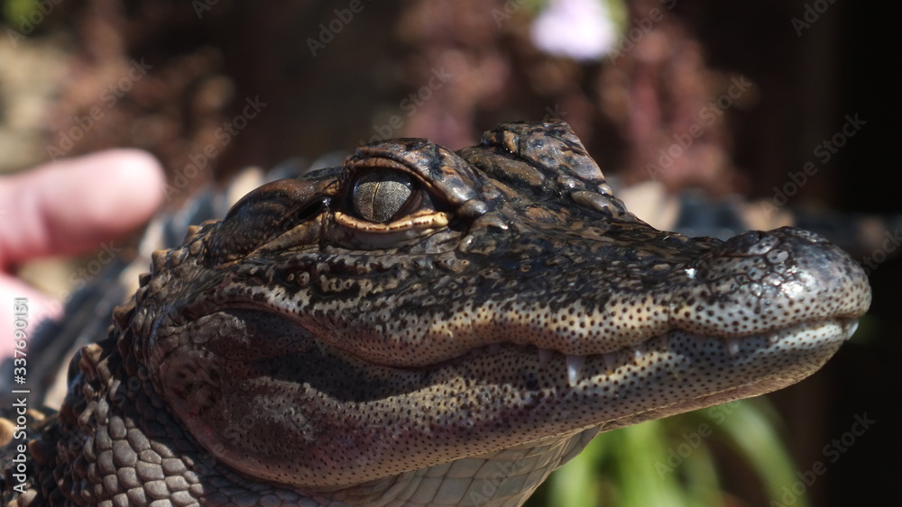 Fototapeta premium Crocodile 
