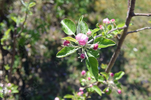 apfelblüte