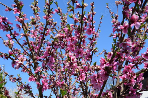 Pfirsichblüte