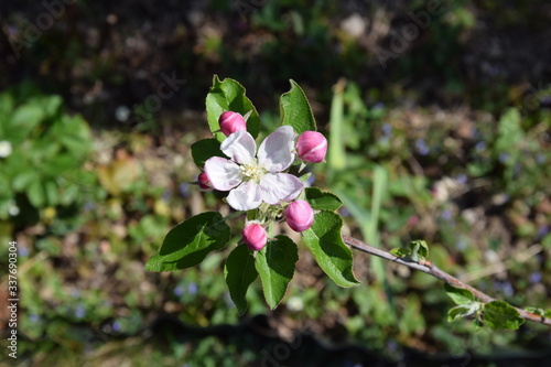 apfelblüte