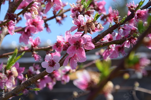 Pfirsichblüte