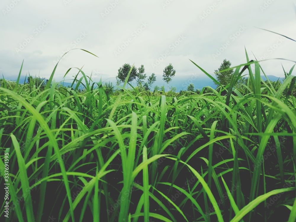 Obraz premium nature